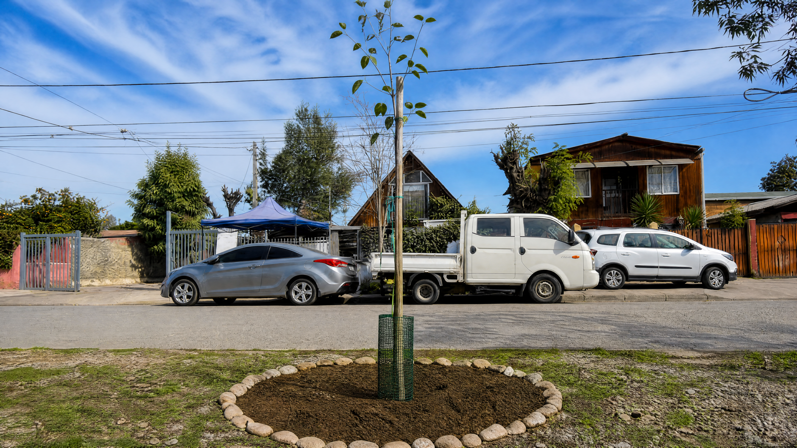 arbol plantado